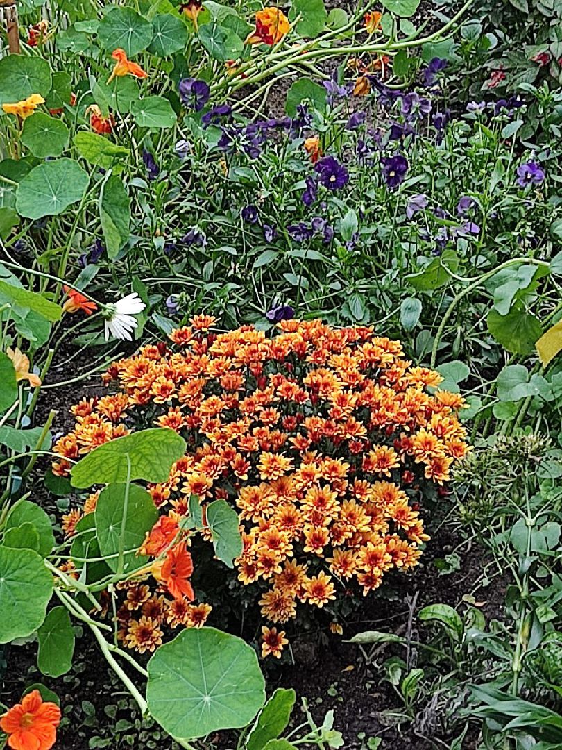 Долгопрудный, цветник, клумба, конкурс, благоустройство