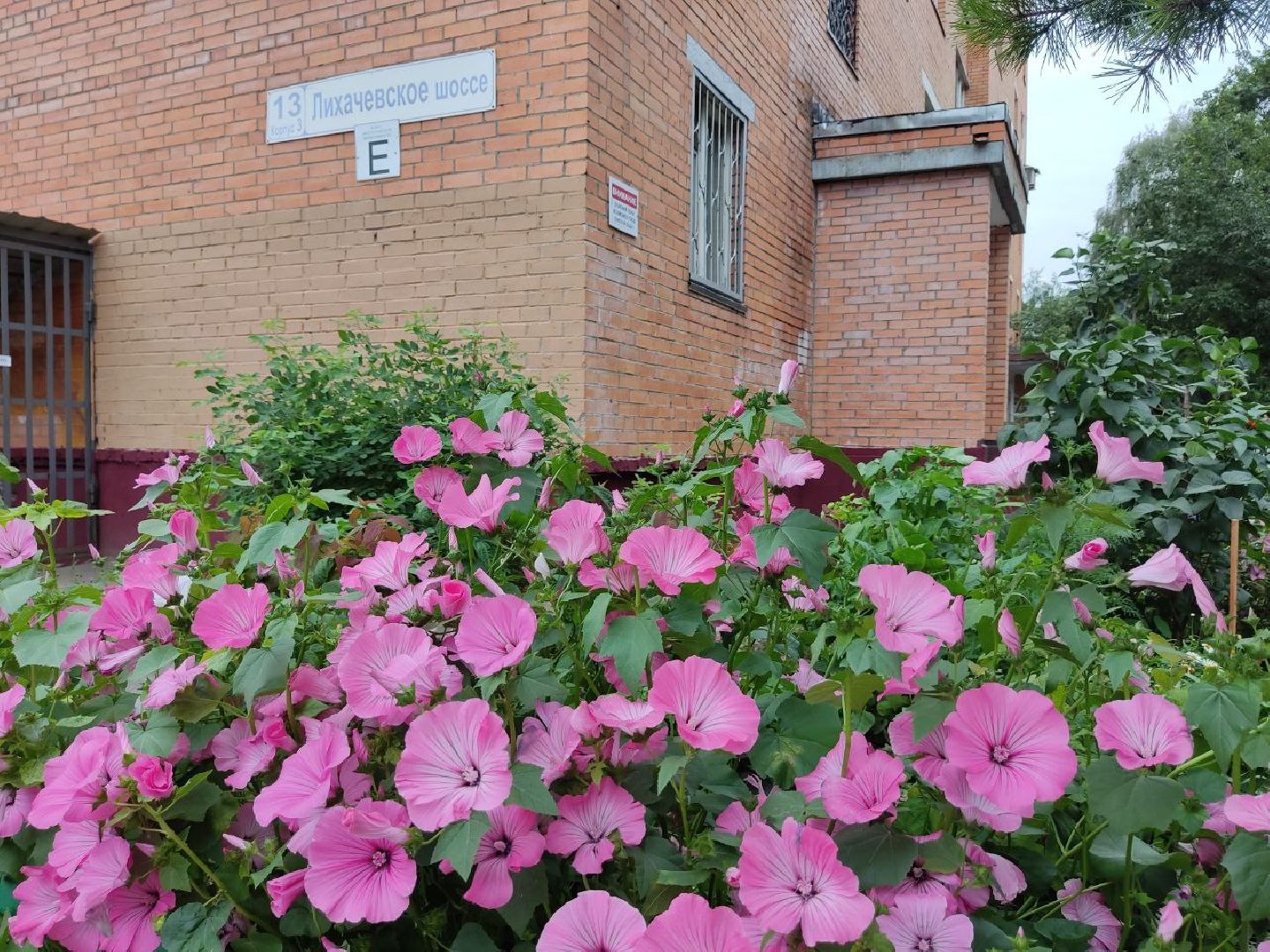 Долгопрудный, цветник, клумба, конкурс, благоустройство