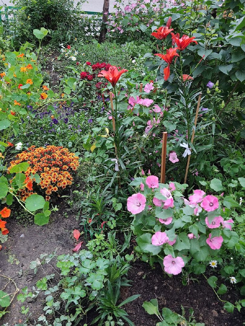 Долгопрудный, цветник, клумба, конкурс, благоустройство