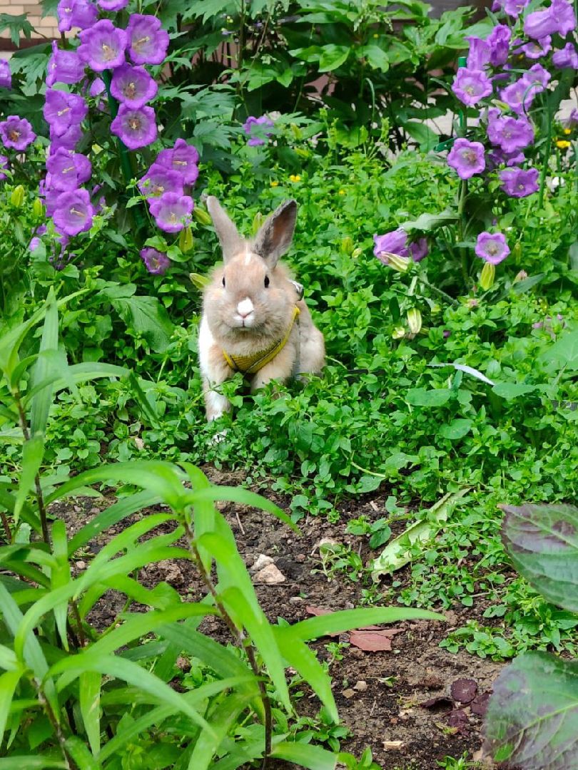 Долгопрудный, цветник, клумба, конкурс, благоустройство