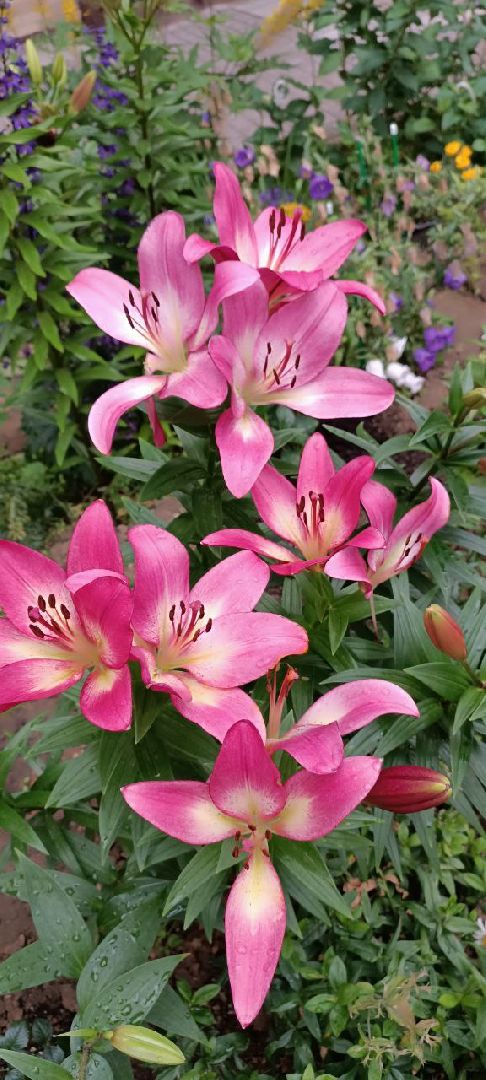 Долгопрудный, цветник, клумба, конкурс, благоустройство