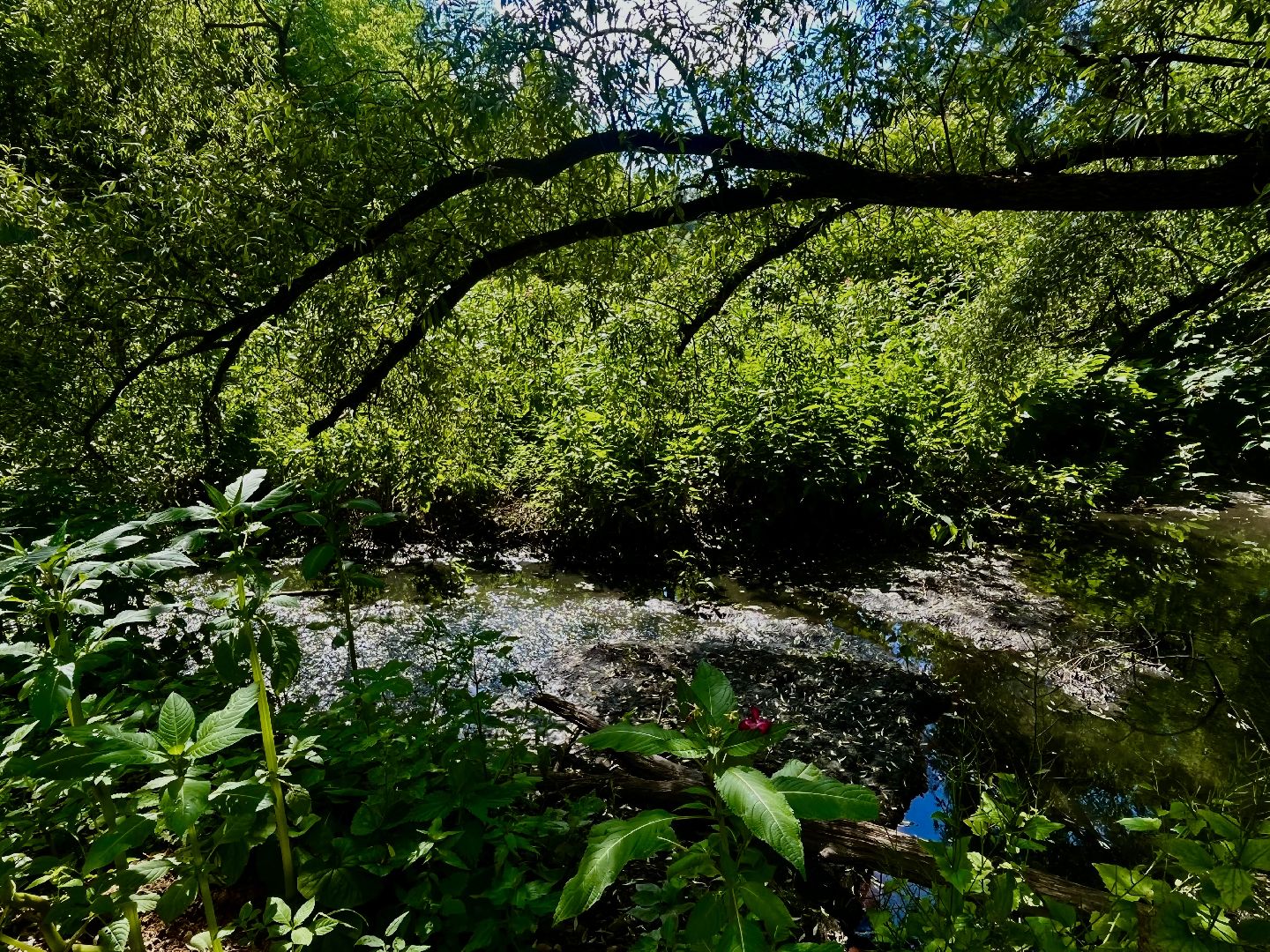 Наро-Фоминский городской округ, экология, экологический рейд, ручей, незаконные сливы