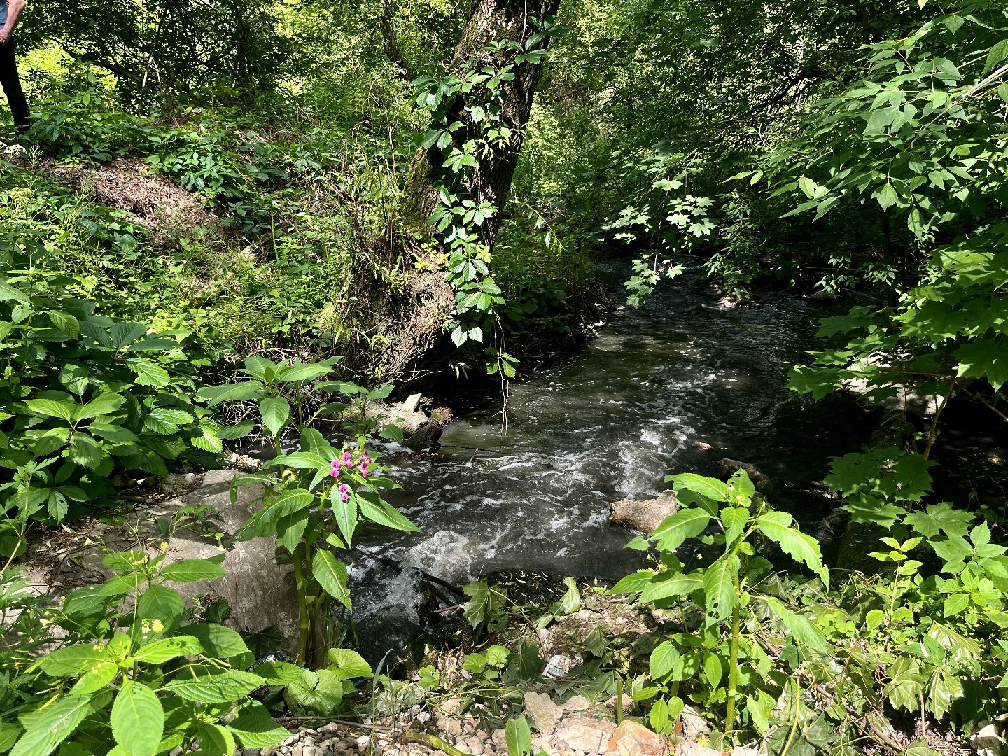 Наро-Фоминский городской округ, экология, экологический рейд, ручей, незаконные сливы