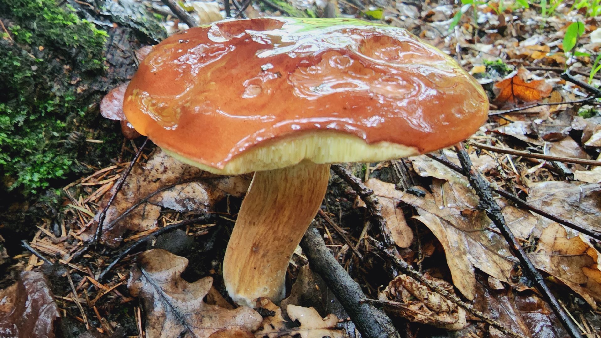 Подмосковье, Ивантеевка, экология