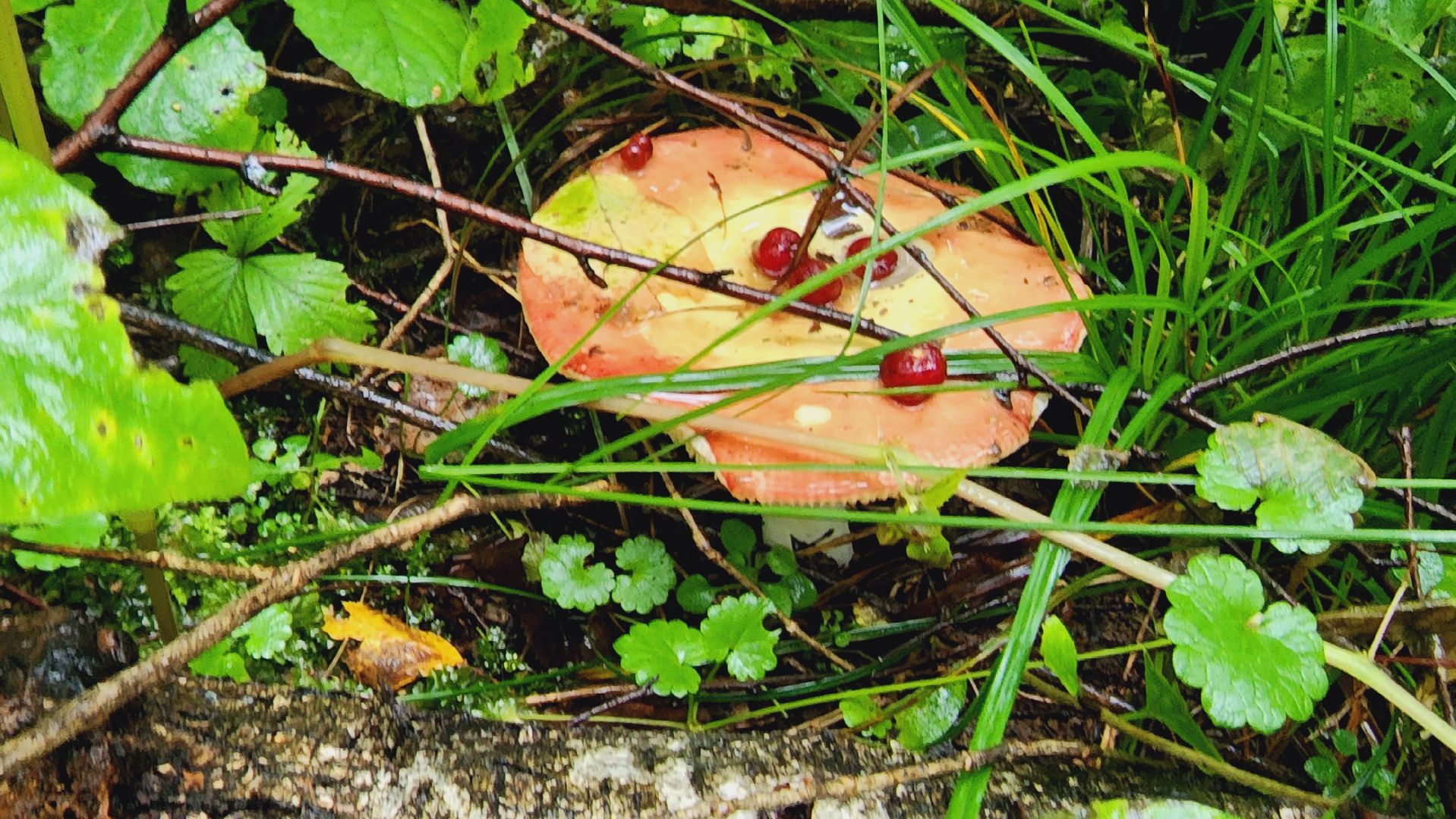 Подмосковье, Ивантеевка, экология