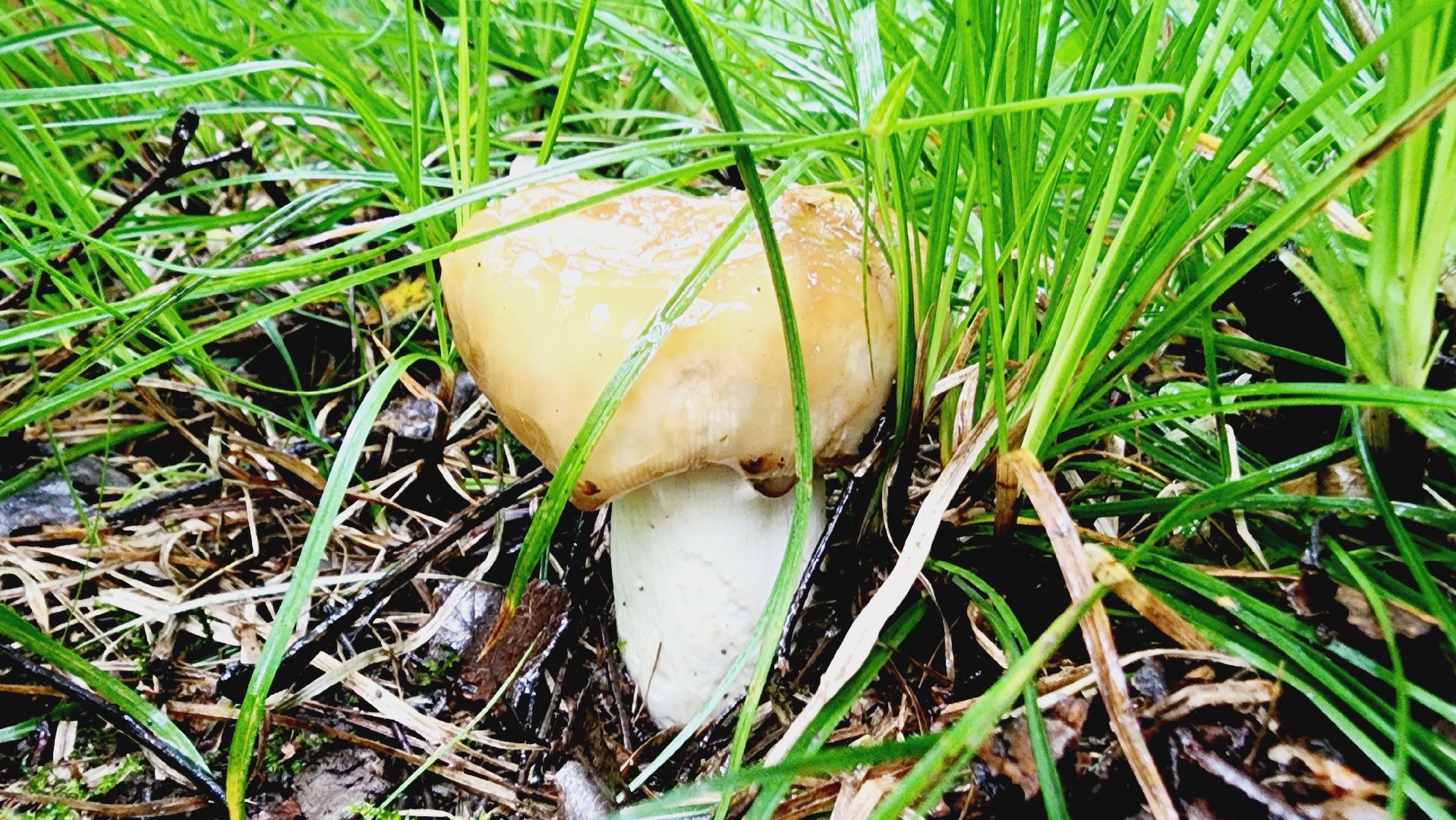 Подмосковье, Ивантеевка, экология