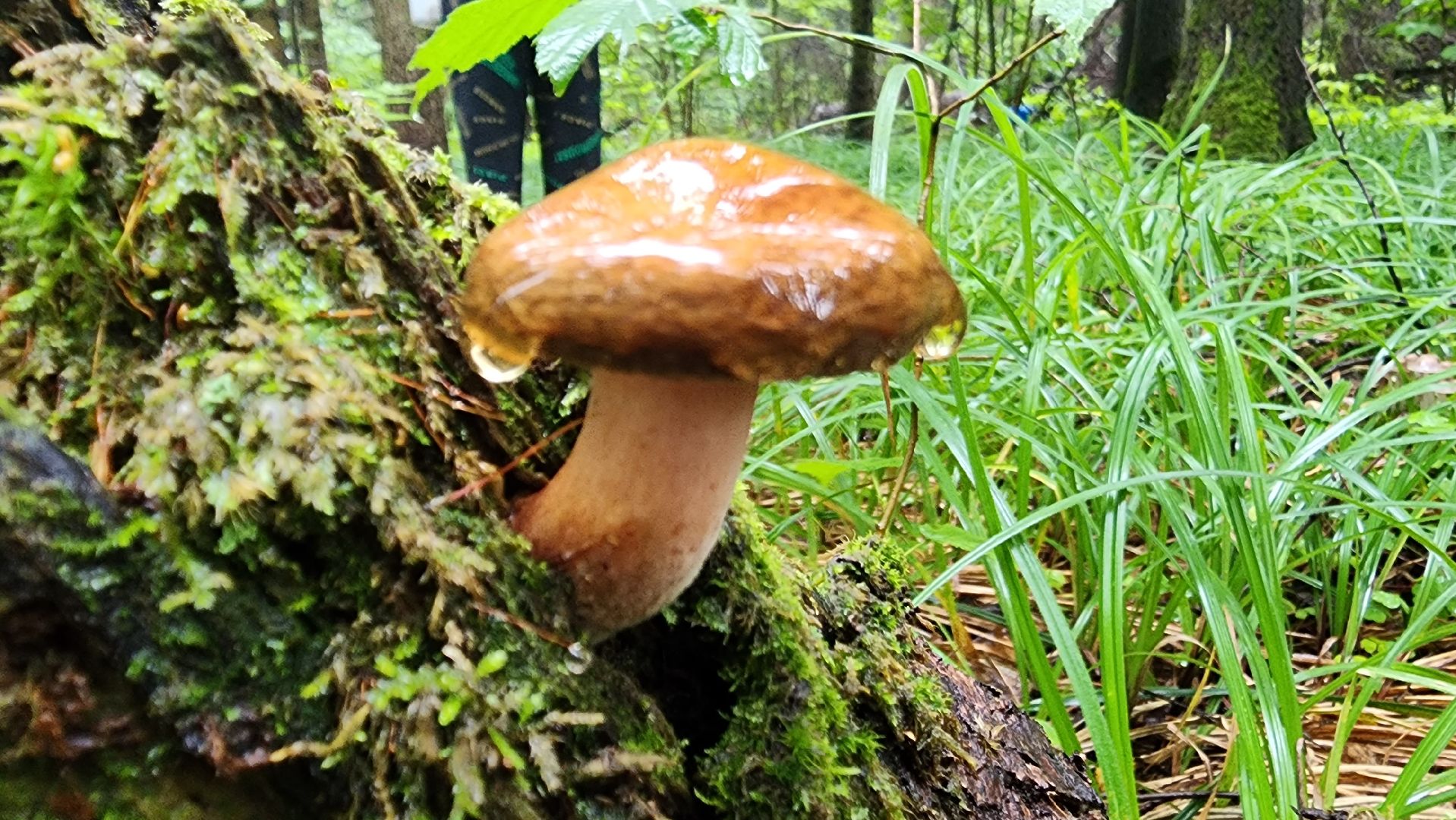 Подмосковье, Ивантеевка, экология