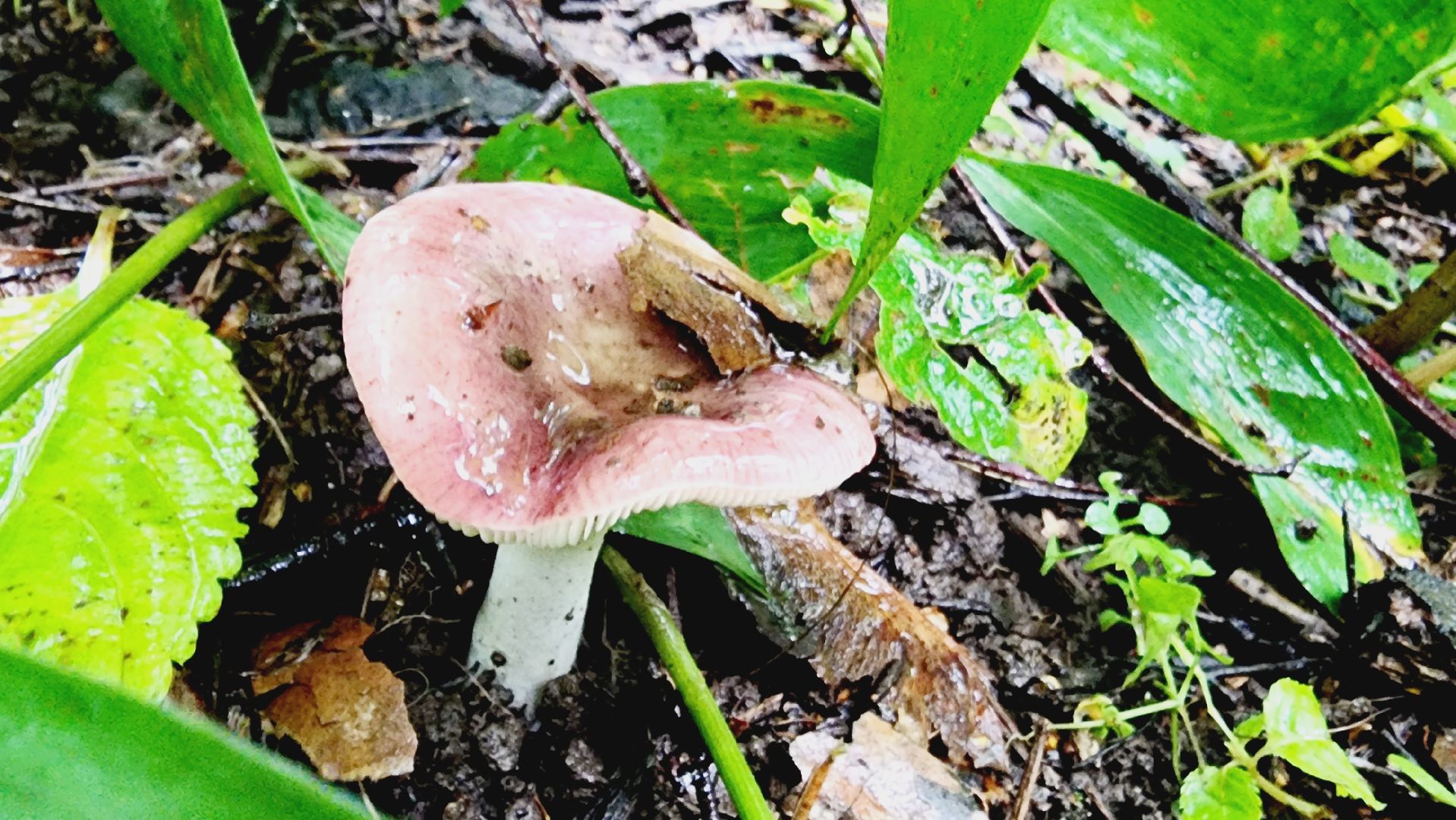 Подмосковье, Ивантеевка, экология