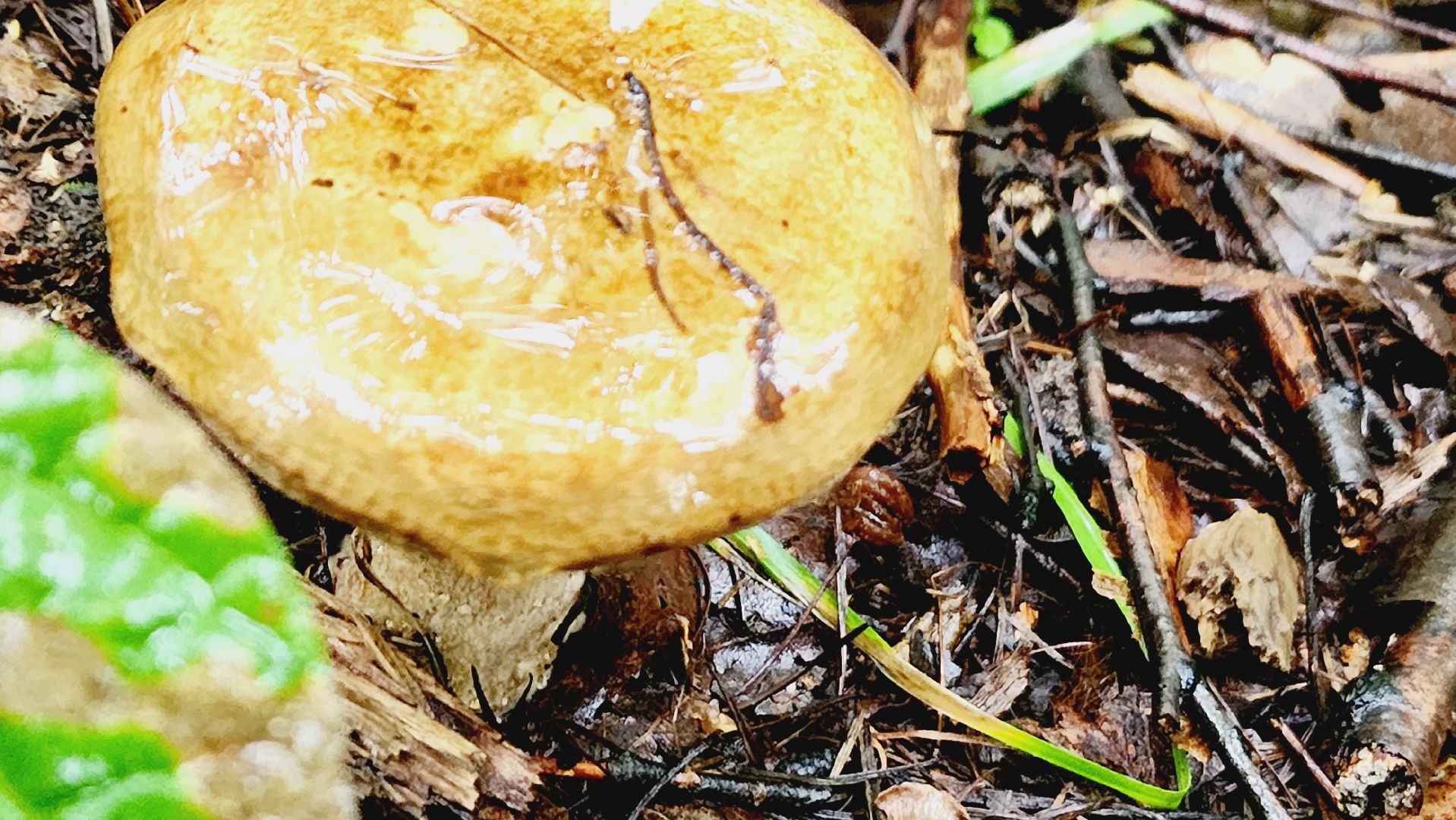 Подмосковье, Ивантеевка, экология