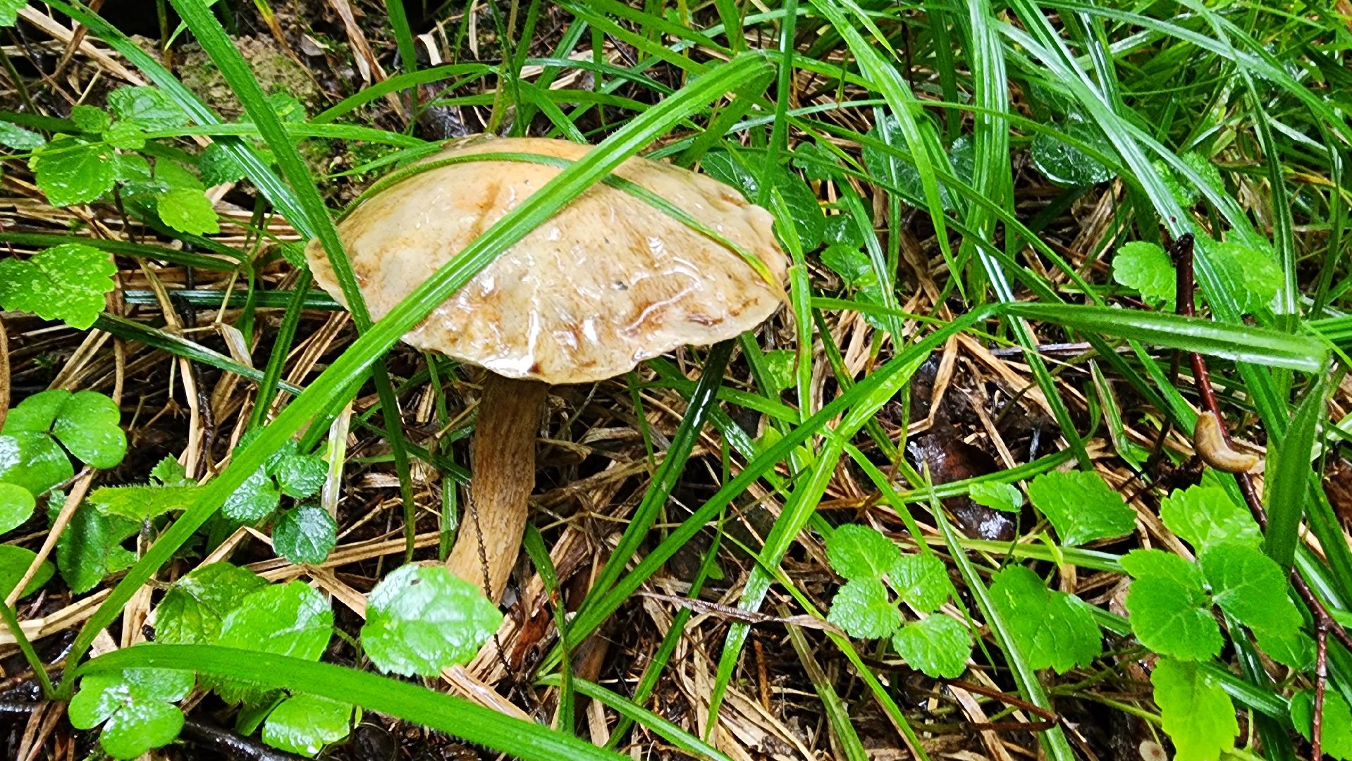 Подмосковье, Ивантеевка, экология