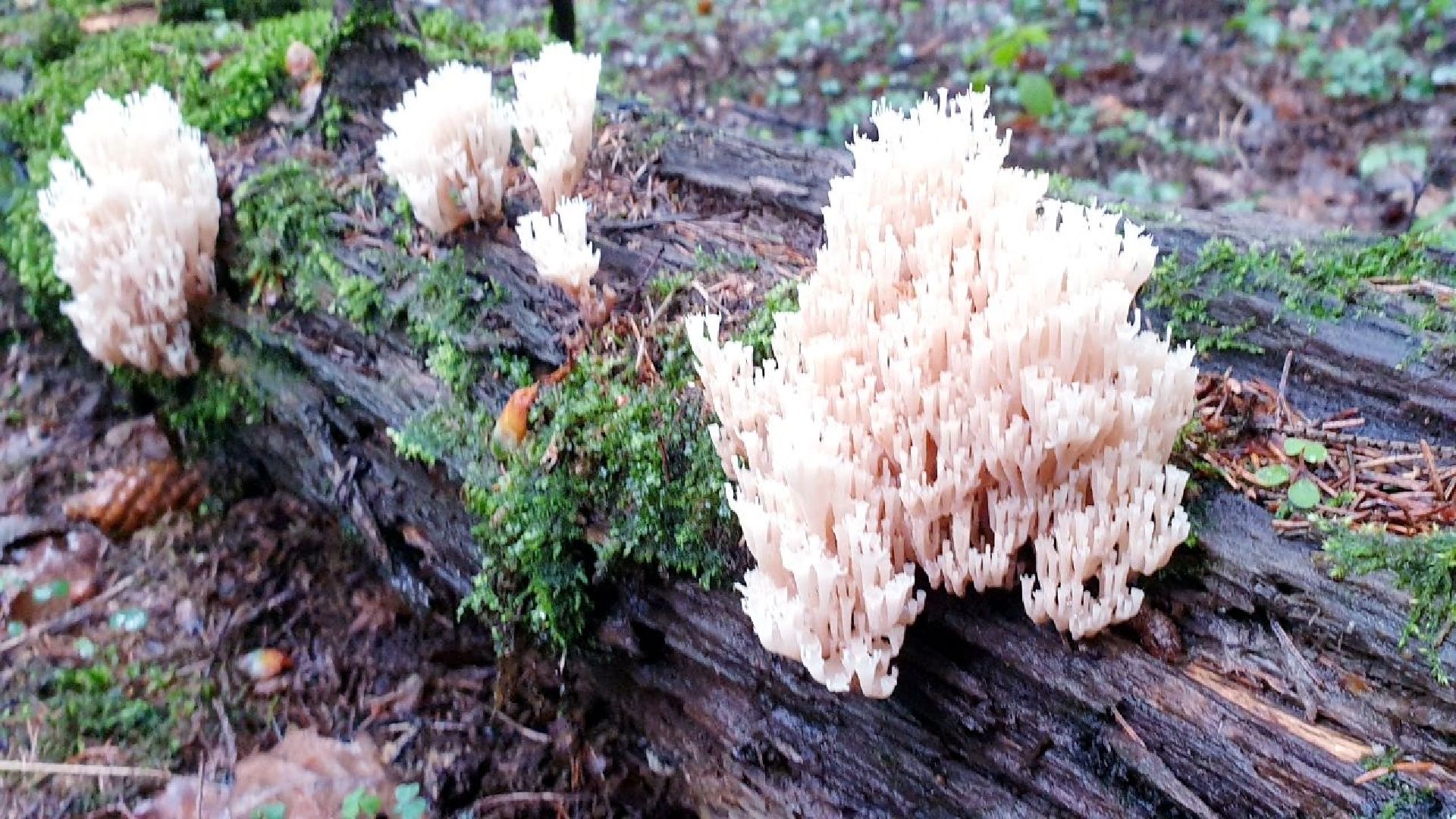 Подмосковье, Ивантеевка, экология