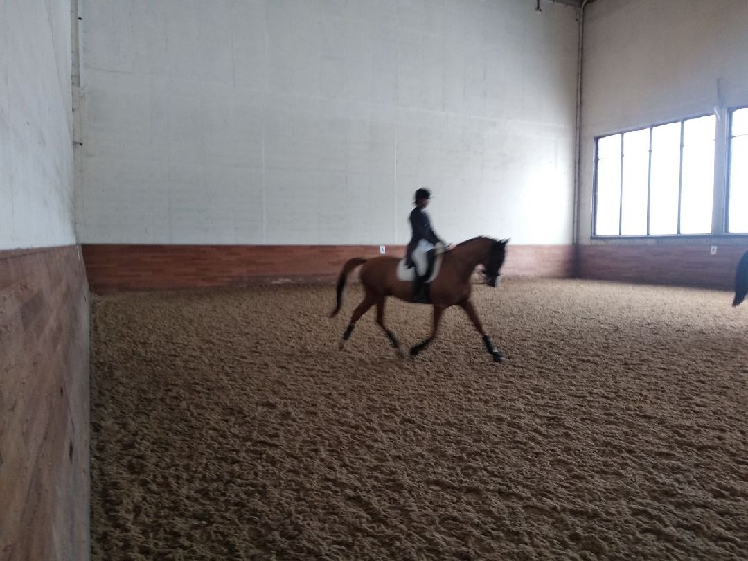 Дмитров, MAXIMA PARK, конный спорт