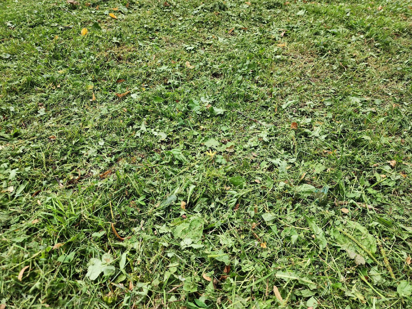 Павловский Посад, городской округ Павловский Посад, парк, лето, благоустройство, газон