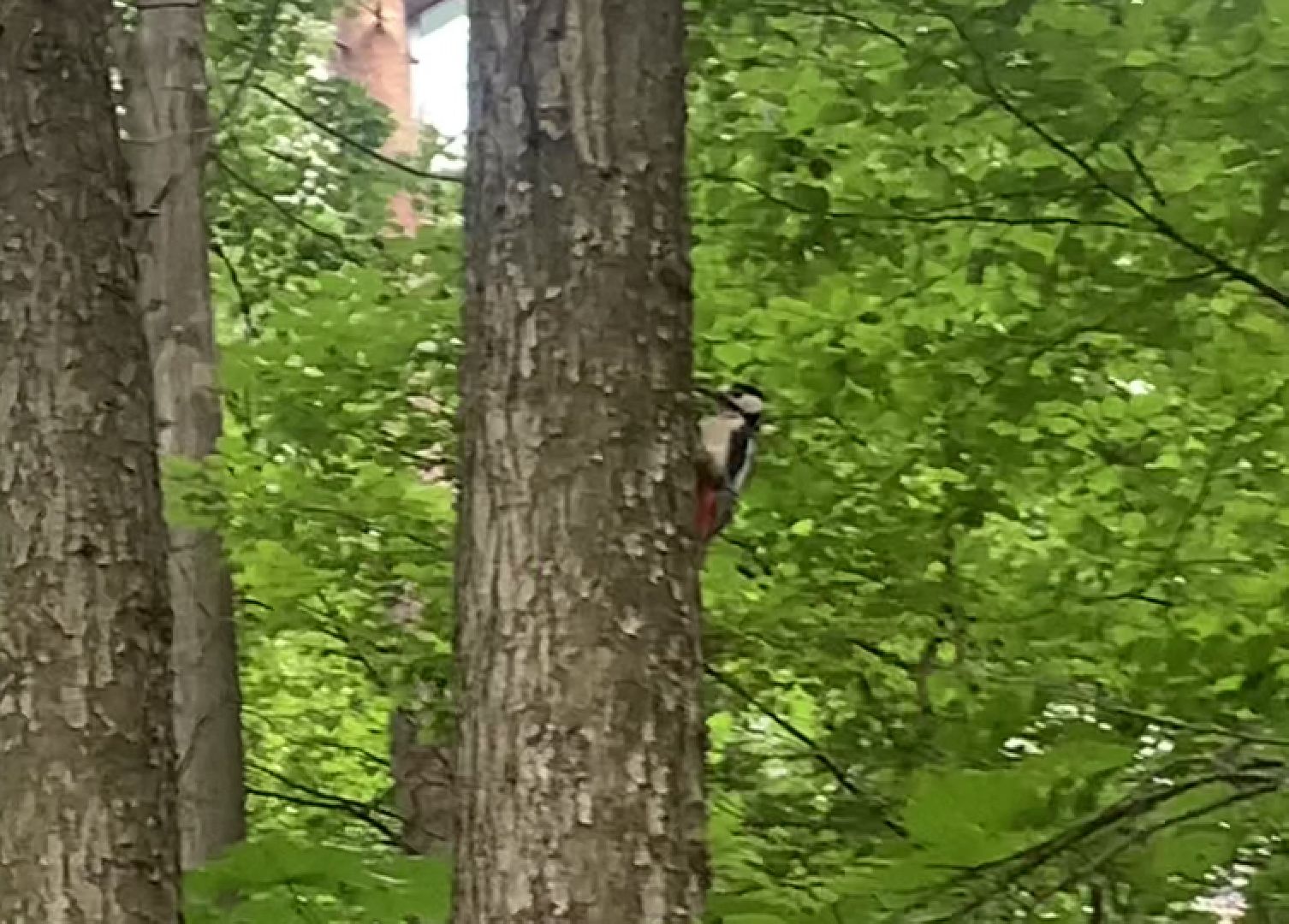 Дятлы, природа, лес, Крсногорск