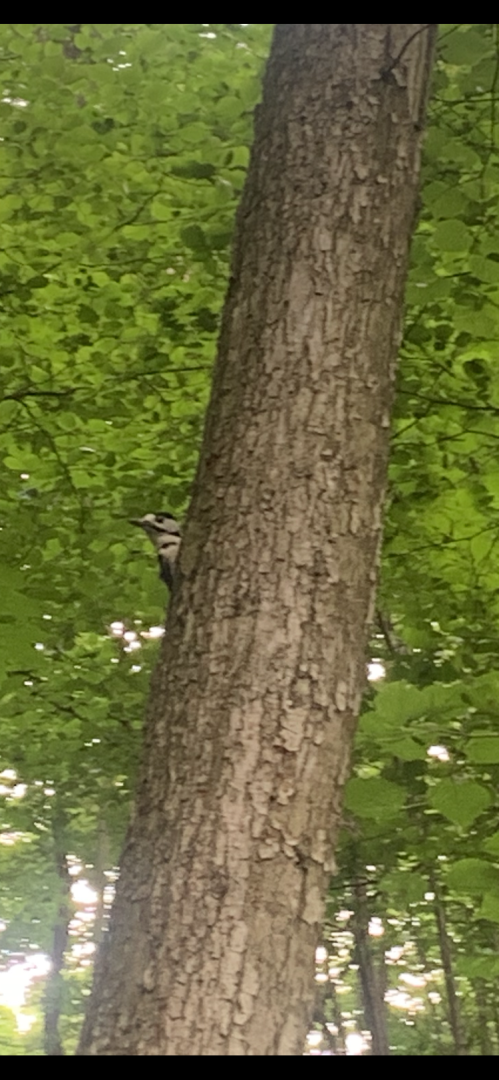 Дятлы, природа, лес, Крсногорск