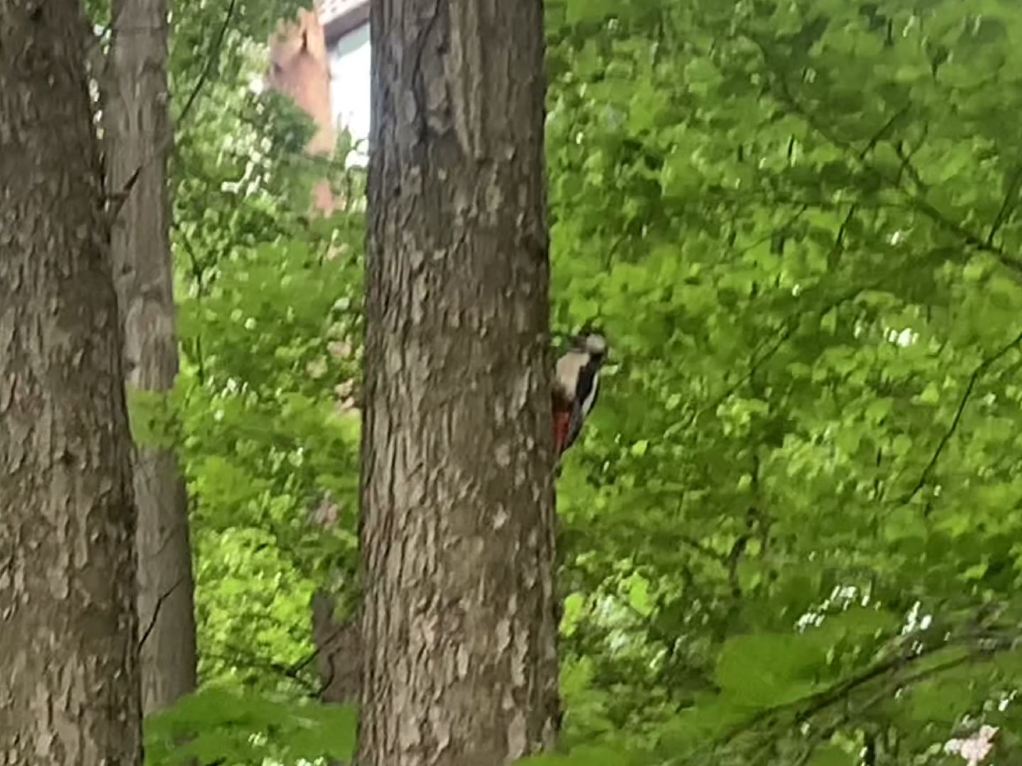 Дятлы, природа, лес, Крсногорск