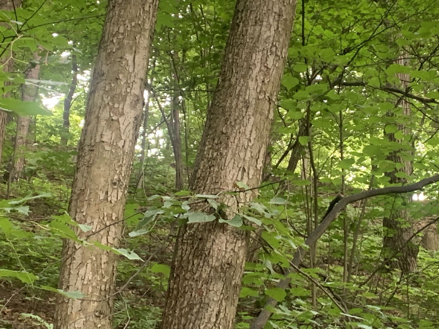 Дятлы, природа, лес, Крсногорск