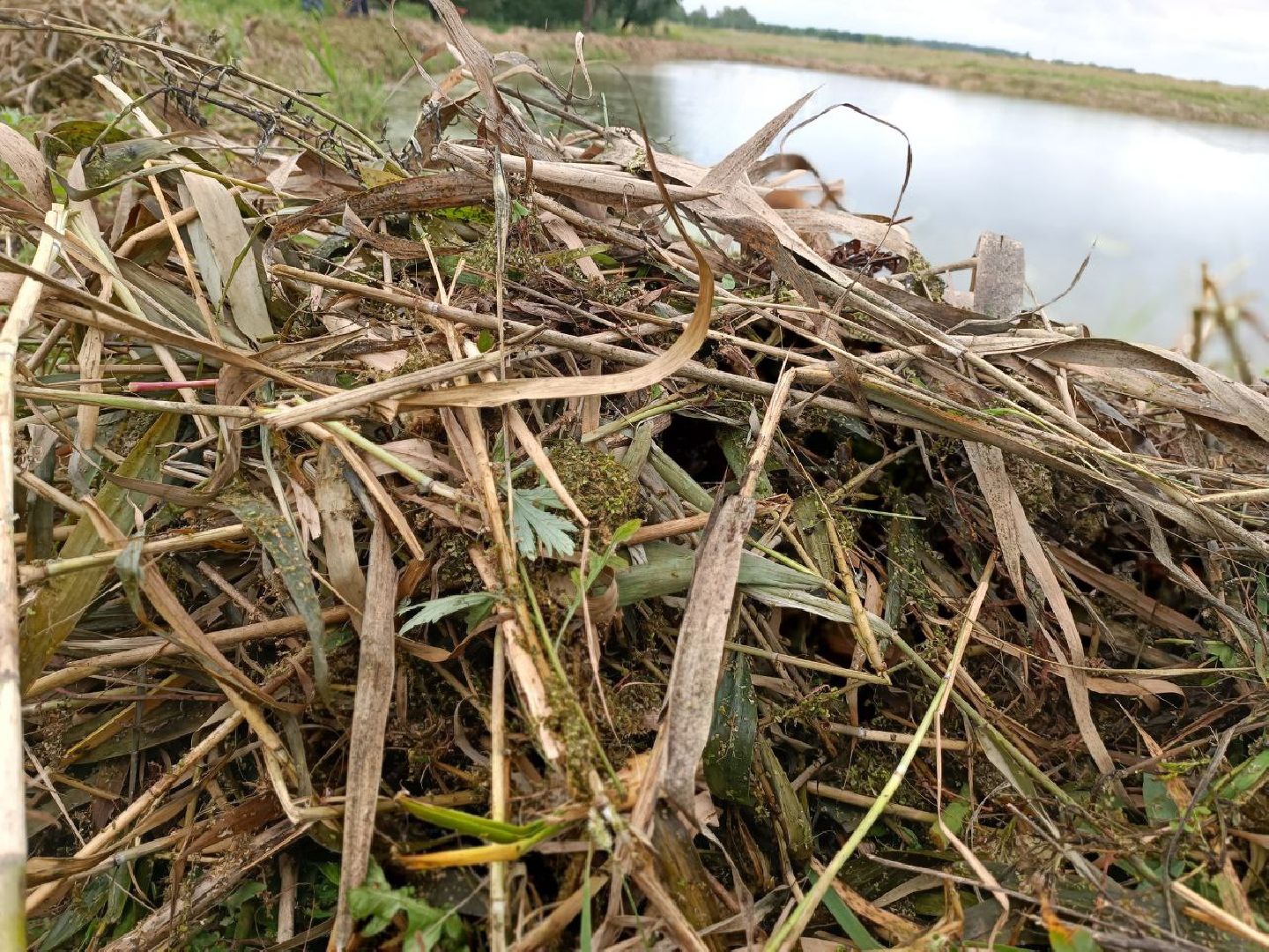 Можайск, Можайский городской округ, Подмосковье, 100 прудов и озёр, программа губернатора, губернатора, пруд, расчистка, жители, экология