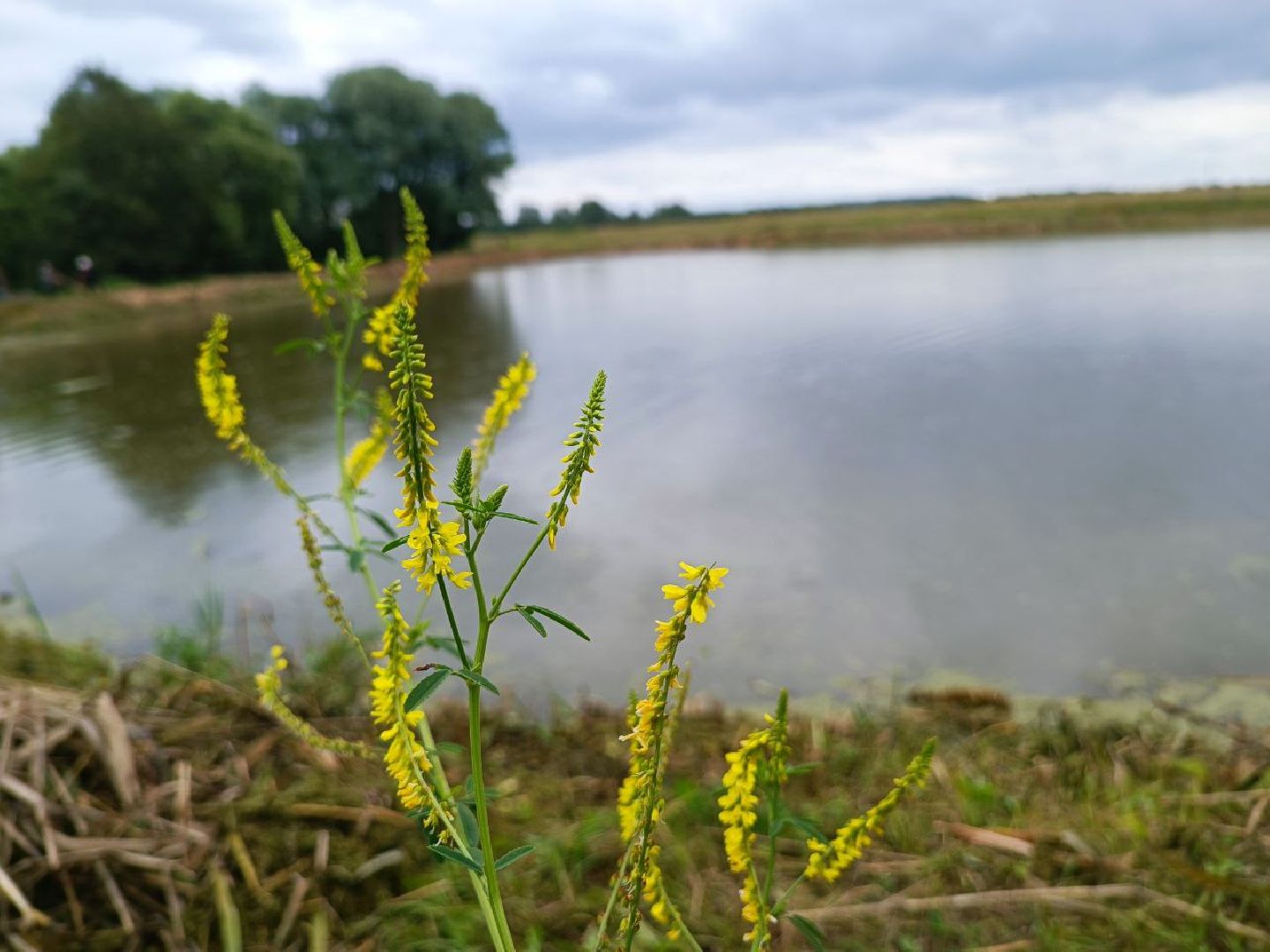 Можайск, Можайский городской округ, Подмосковье, 100 прудов и озёр, программа губернатора, губернатора, пруд, расчистка, жители, экология