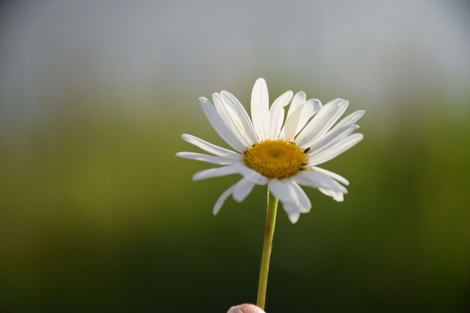 Павловский Посад, городской округ Павловский Посад, пляж, отдых, выходные, деревня