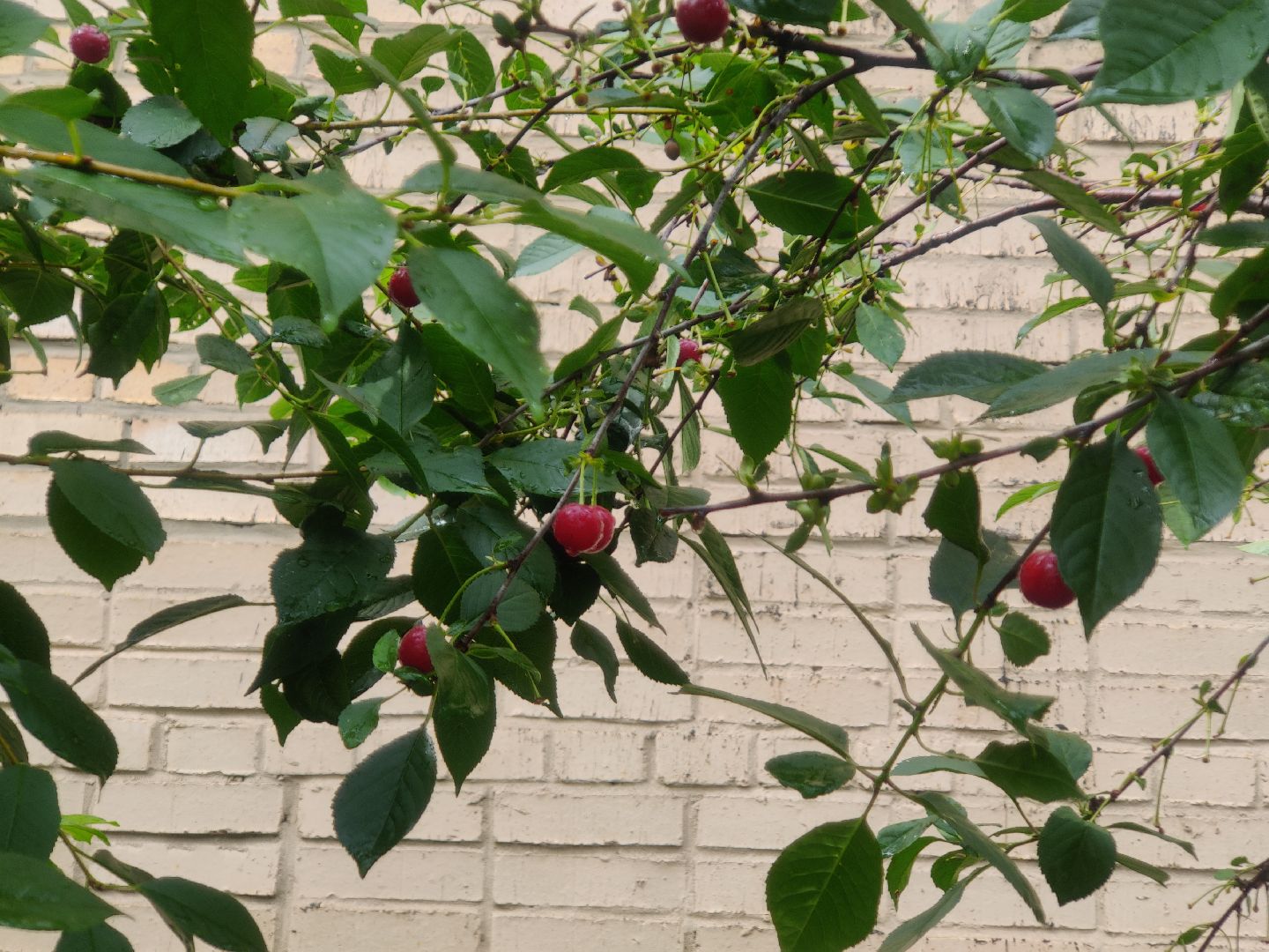 Красноармейск, Пушкинский, вишневый сад, библиотекари