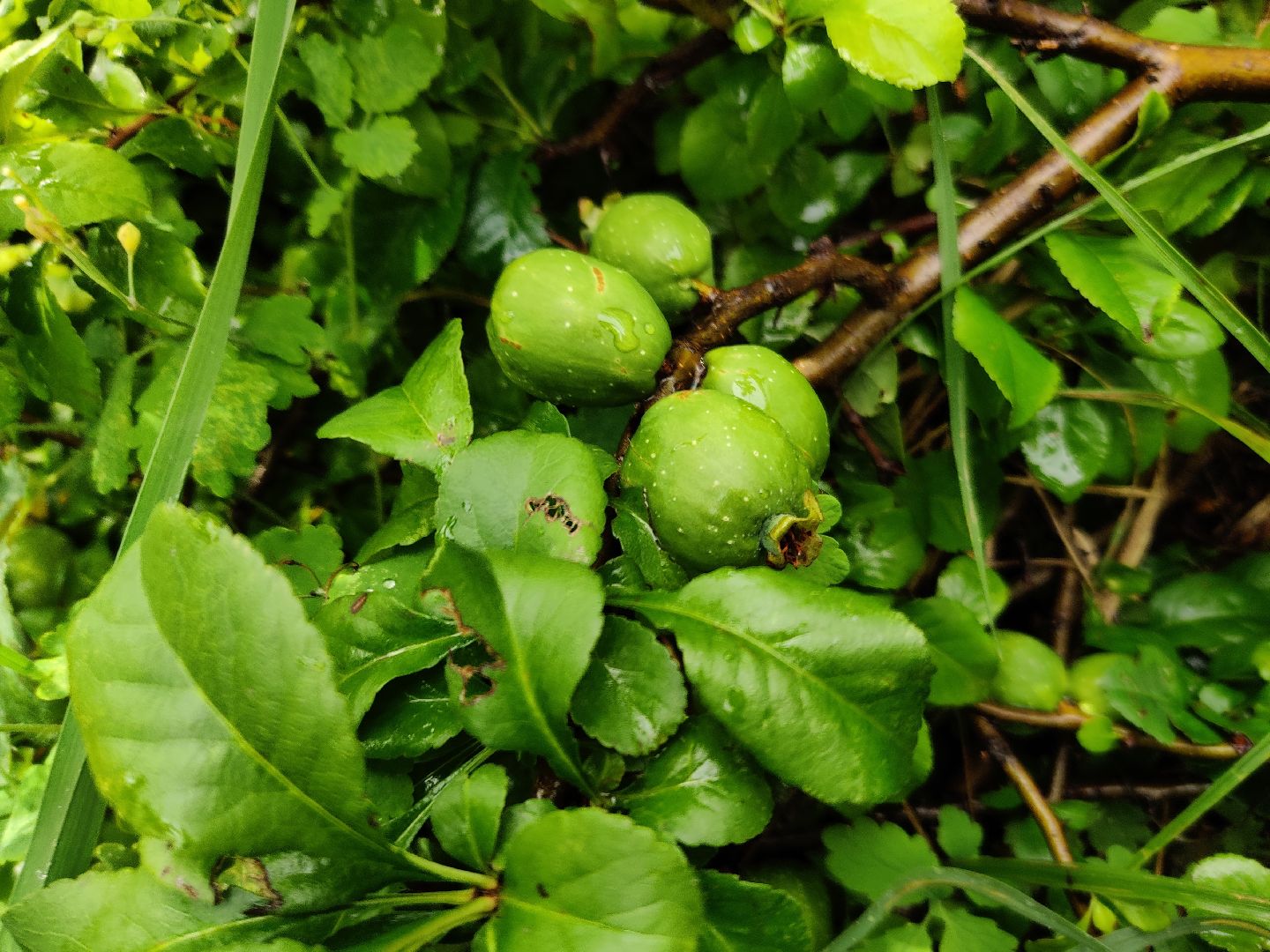 Красноармейск, Пушкинский, вишневый сад, библиотекари