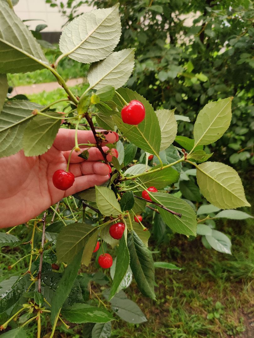 Красноармейск, Пушкинский, вишневый сад, библиотекари