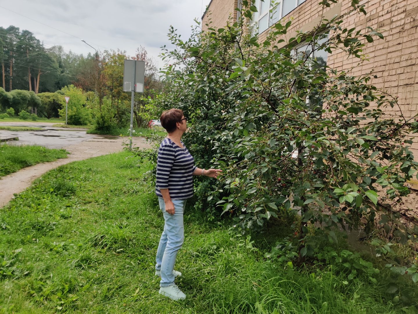 Красноармейск, Пушкинский, вишневый сад, библиотекари