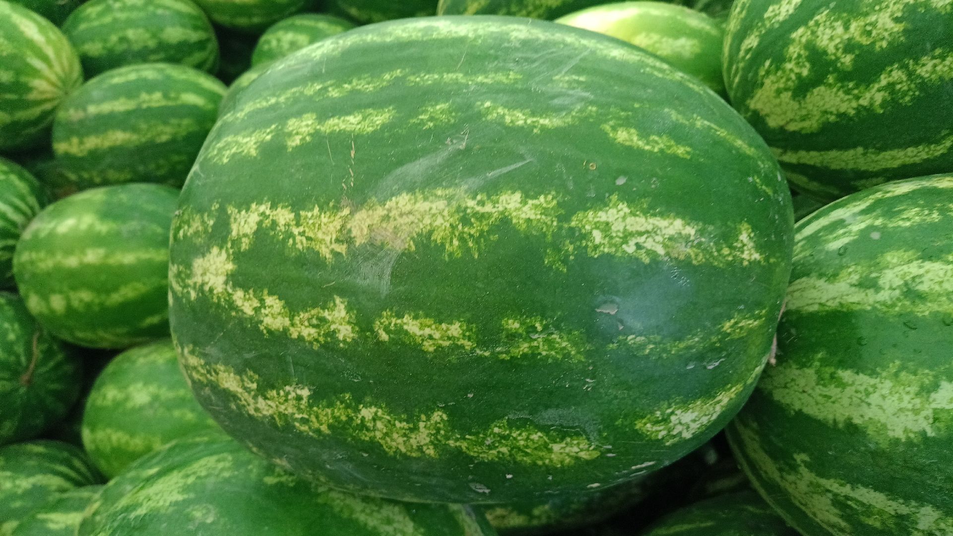 Реутов, бахчевые развалы, арбузы, дыни, сезон ягод, лето