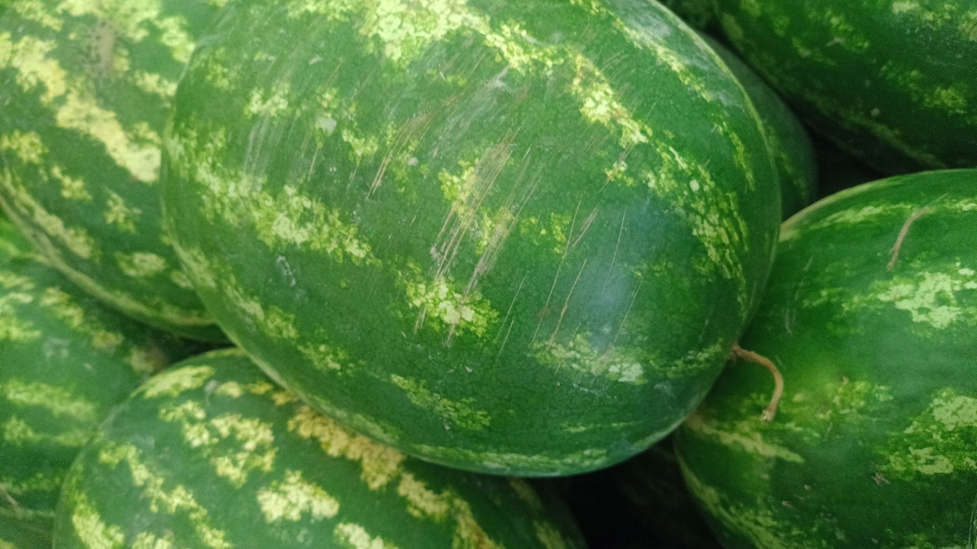 Реутов, бахчевые развалы, арбузы, дыни, сезон ягод, лето