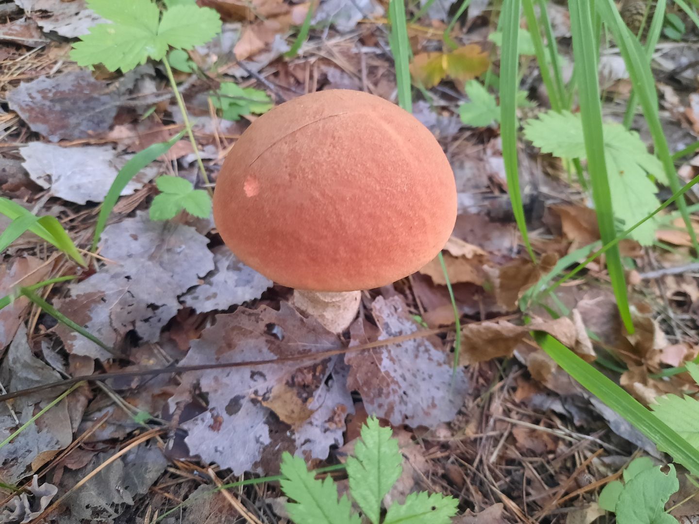 городской округ Шатура, грибы, отравление, сезон тихой охоты, тихая охота, сбор грибов, чем опасны грибы,