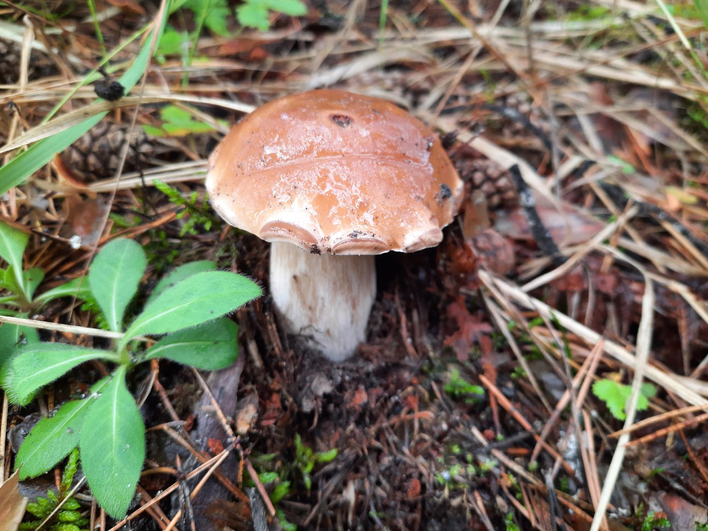 городской округ Шатура, грибы, отравление, сезон тихой охоты, тихая охота, сбор грибов, чем опасны грибы,