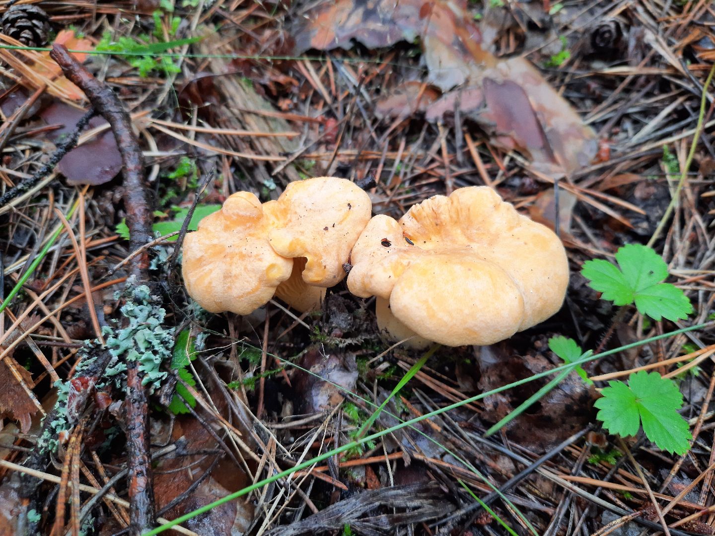 городской округ Шатура, грибы, отравление, сезон тихой охоты, тихая охота, сбор грибов, чем опасны грибы,