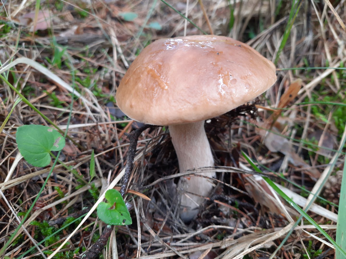 городской округ Шатура, грибы, отравление, сезон тихой охоты, тихая охота, сбор грибов, чем опасны грибы,