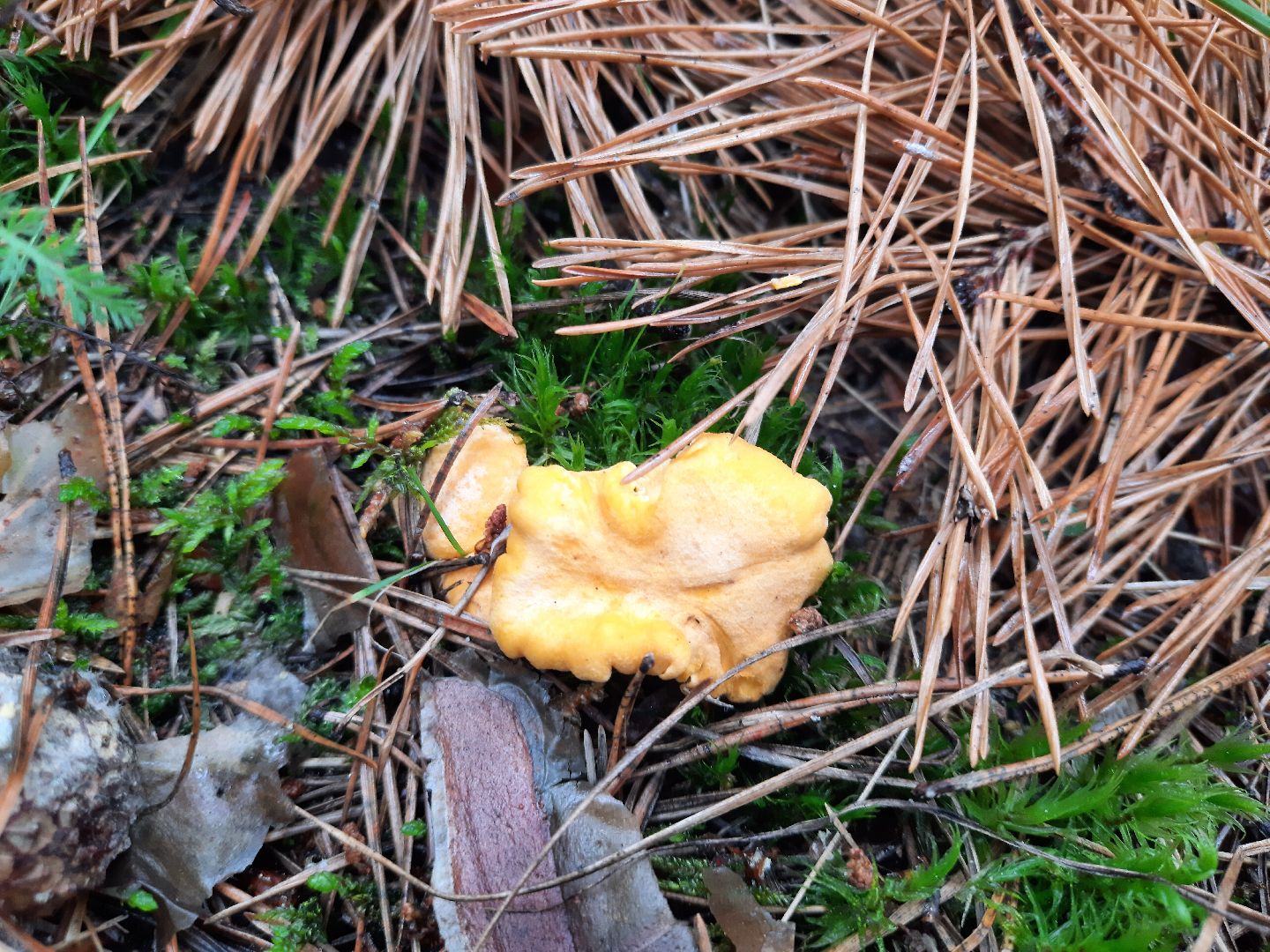 городской округ Шатура, грибы, отравление, сезон тихой охоты, тихая охота, сбор грибов, чем опасны грибы,