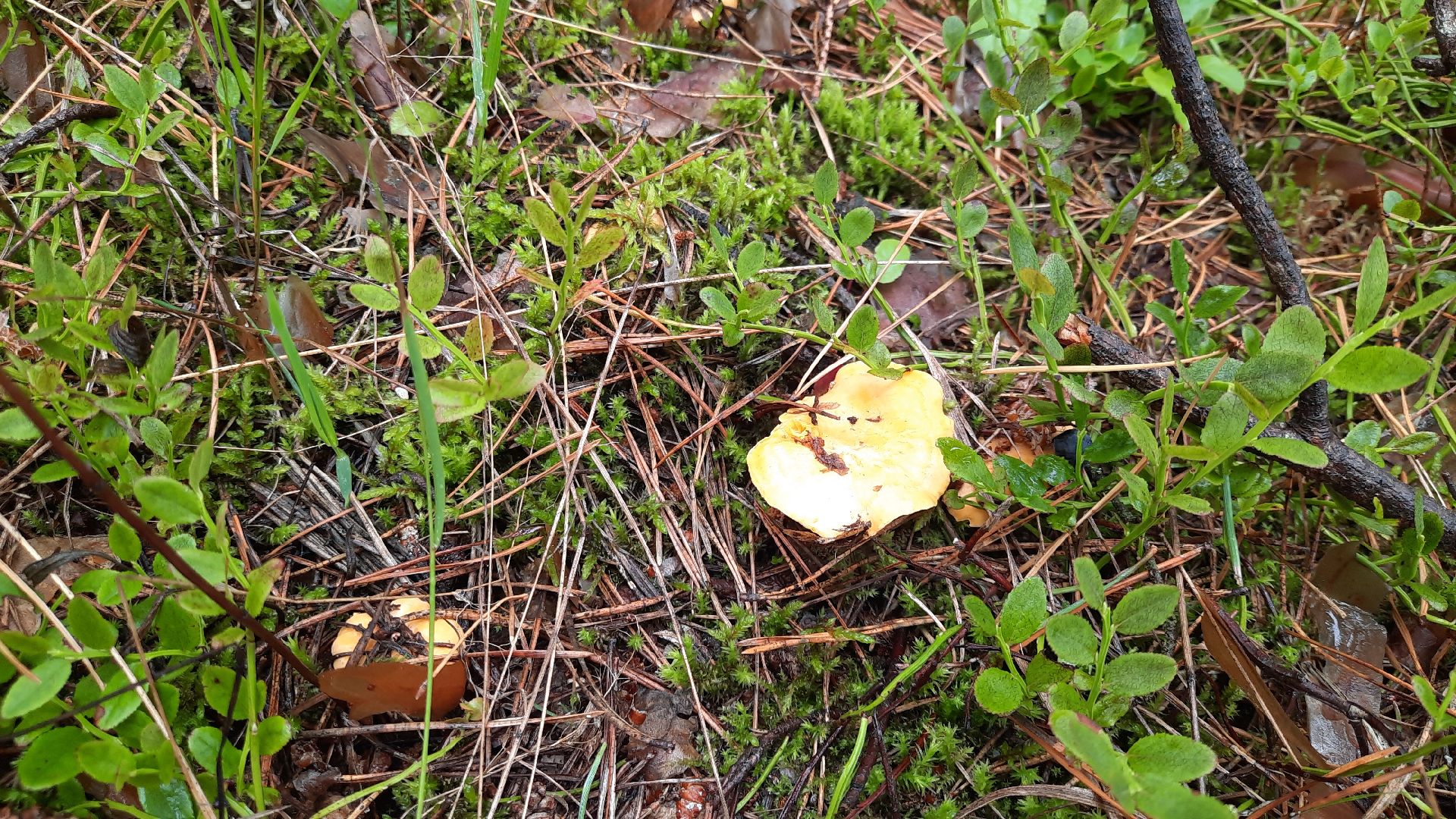 городской округ Шатура, грибы, отравление, сезон тихой охоты, тихая охота, сбор грибов, чем опасны грибы,