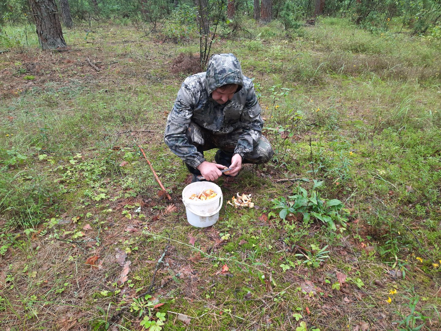 городской округ Шатура, грибы, отравление, сезон тихой охоты, тихая охота, сбор грибов, чем опасны грибы,