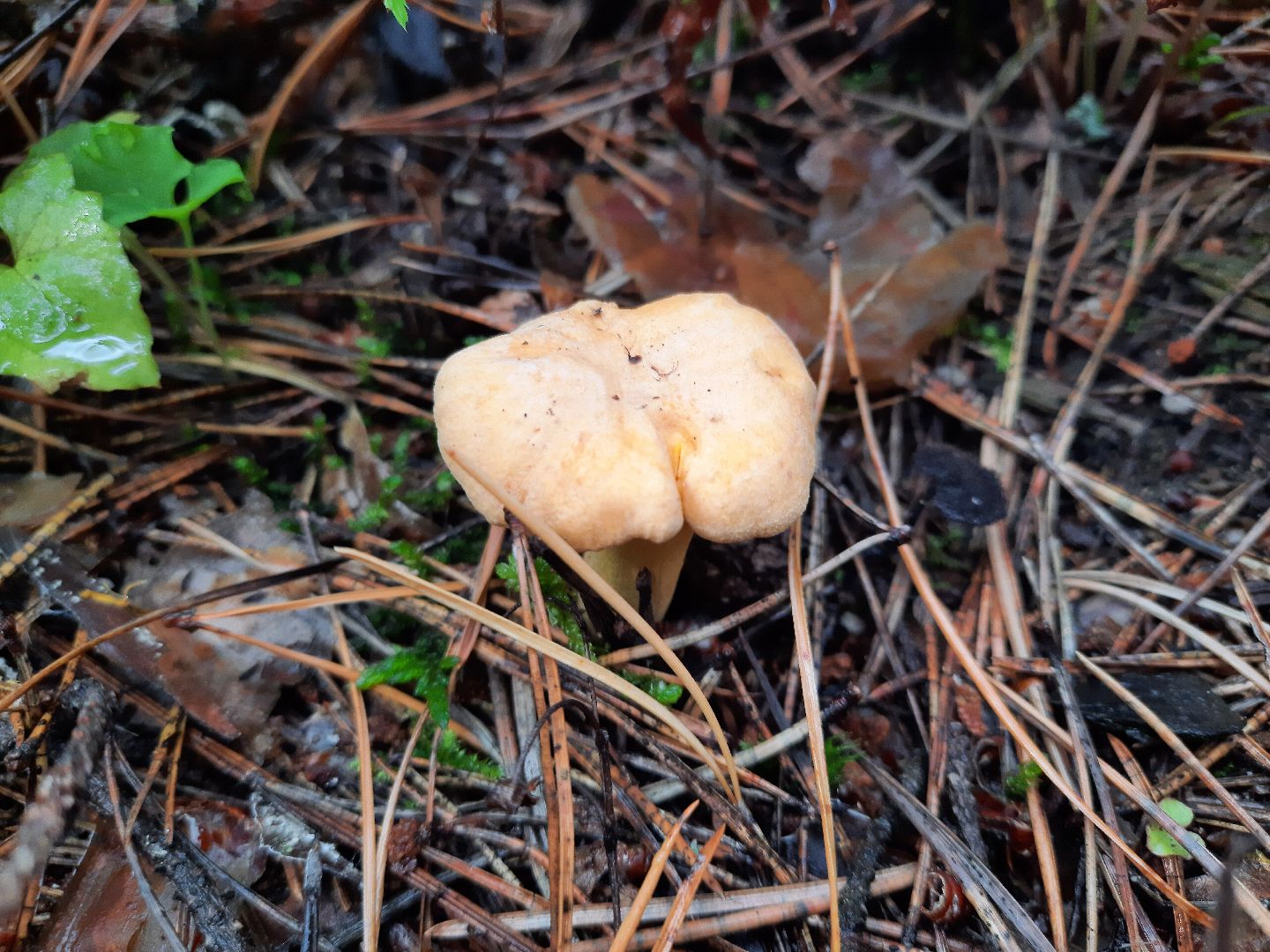 городской округ Шатура, грибы, отравление, сезон тихой охоты, тихая охота, сбор грибов, чем опасны грибы,