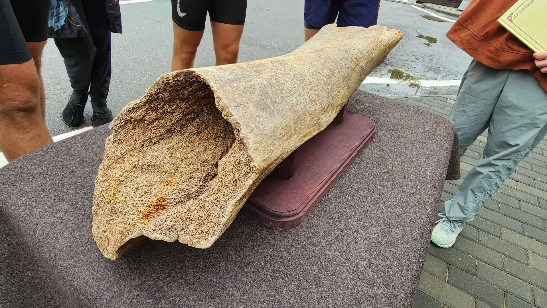 Одинцово, Краеведческое общество, Мамонт, Артефакт