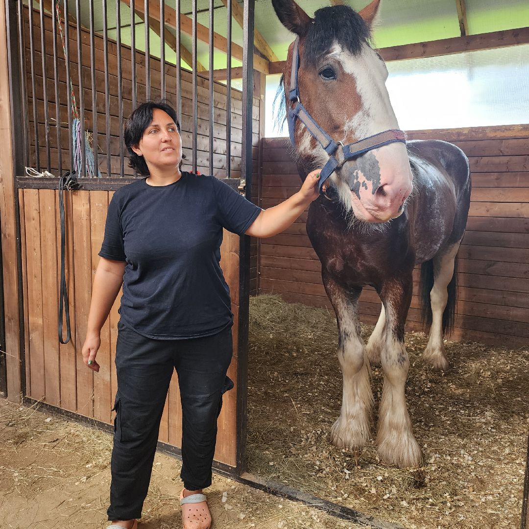 Иваново поле, фестиваль, лошади, село Ивановское, городской округ Черноголовка
