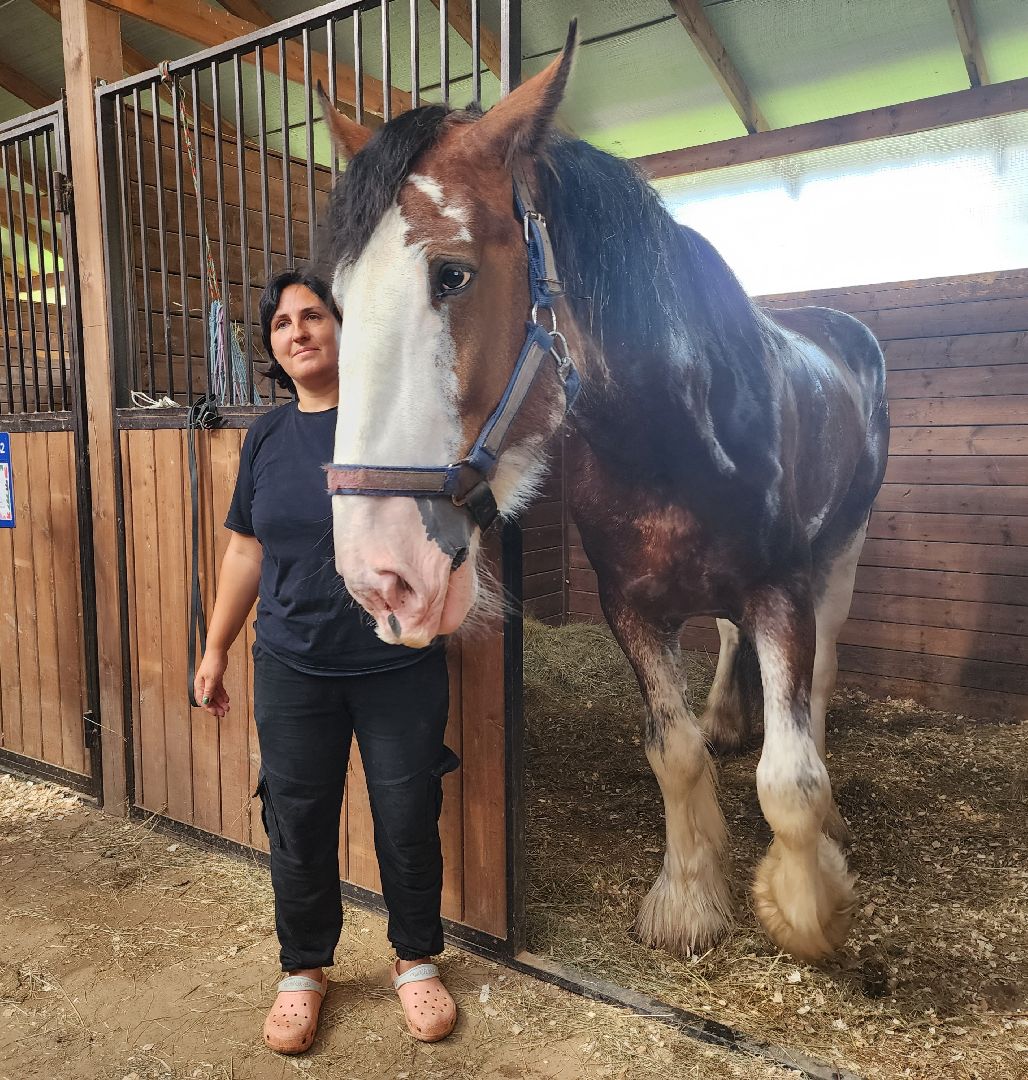 Иваново поле, фестиваль, лошади, село Ивановское, городской округ Черноголовка