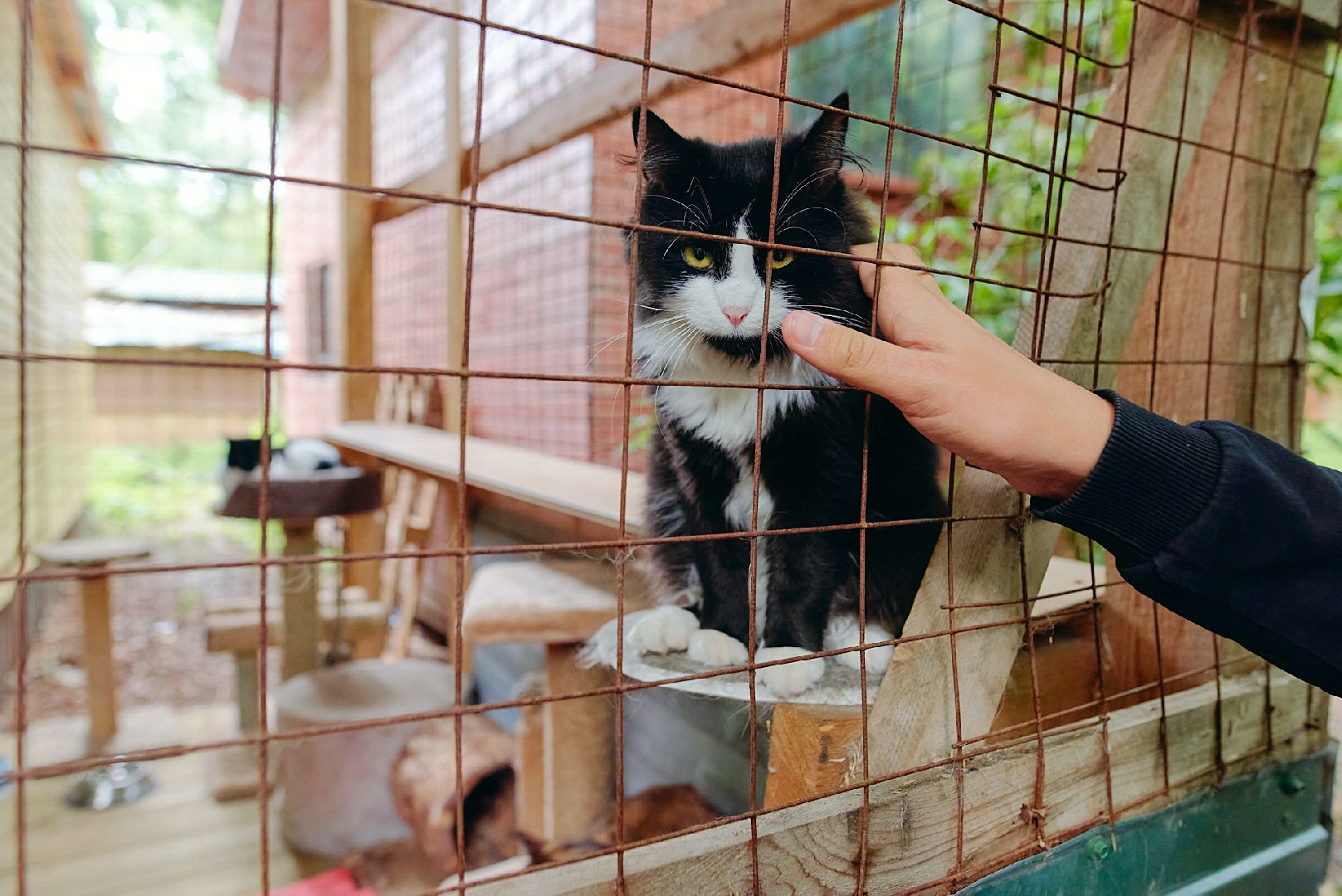 Солнечногорск, ника, территория смыслов, участники, приют