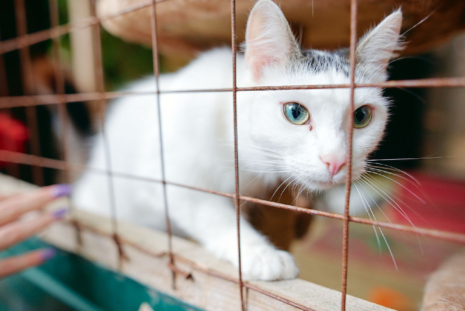 Солнечногорск, ника, территория смыслов, участники, приют