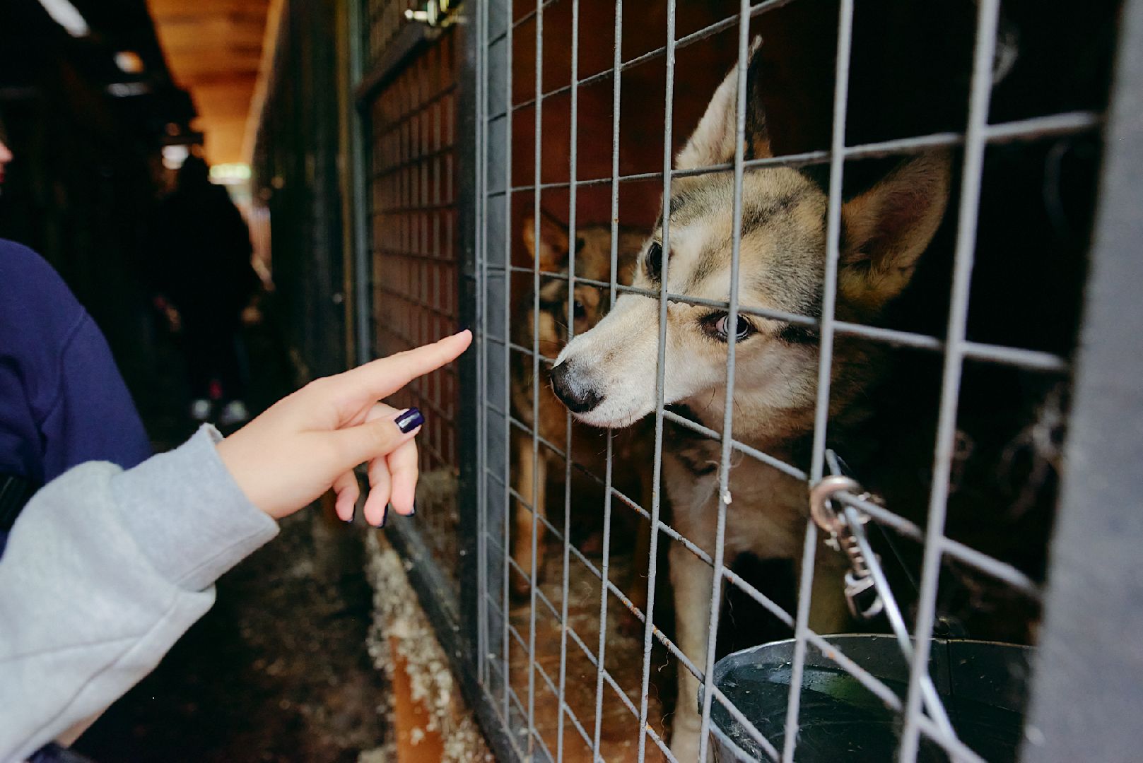 Солнечногорск, ника, территория смыслов, участники, приют