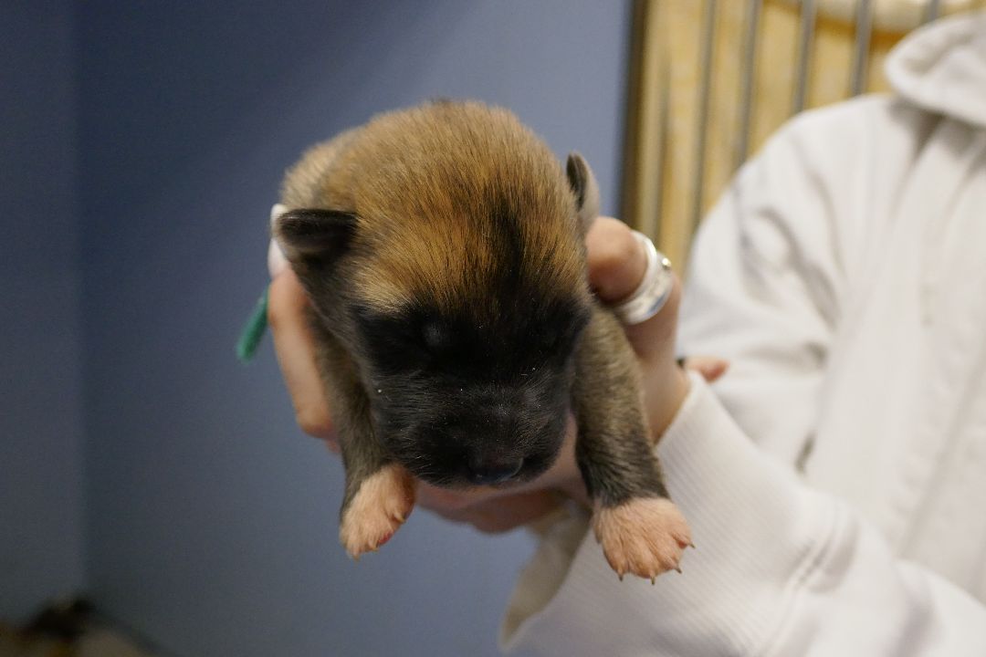 Подольск, волонтеры