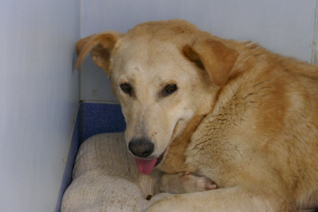 Подольск, волонтеры