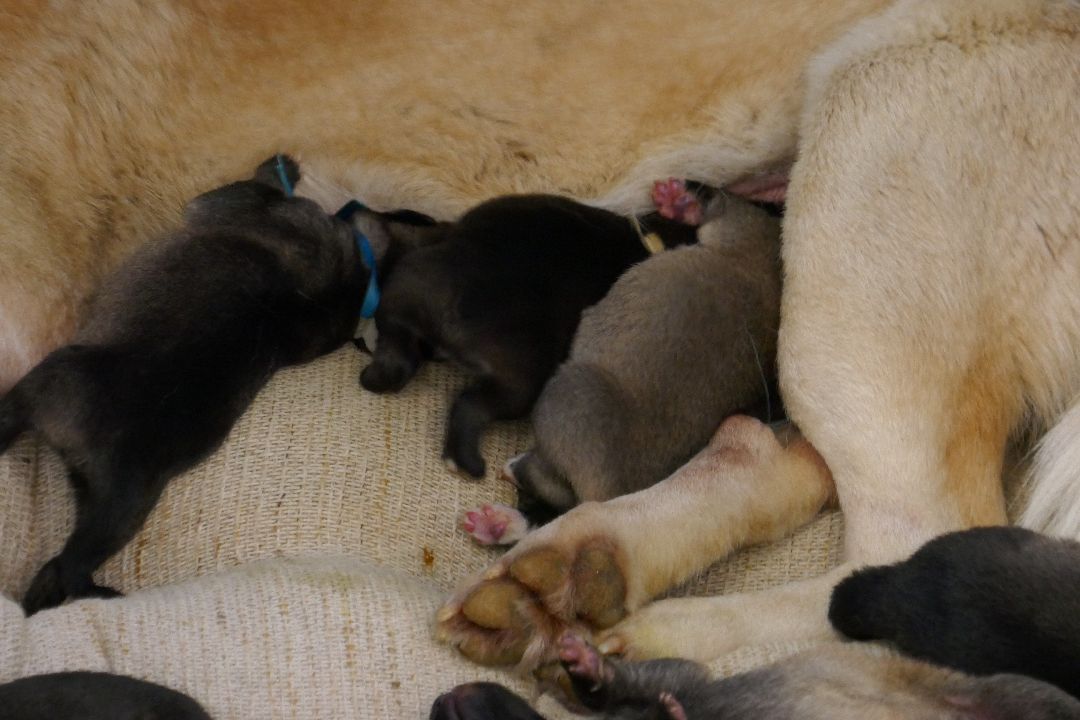 Подольск, волонтеры