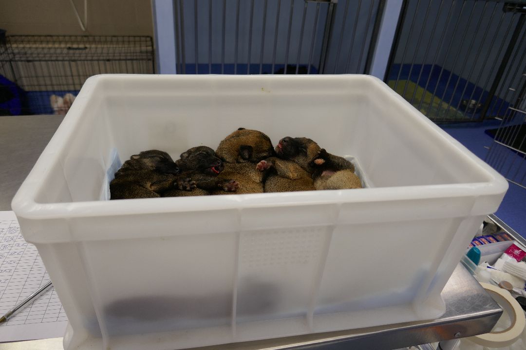 Подольск, волонтеры