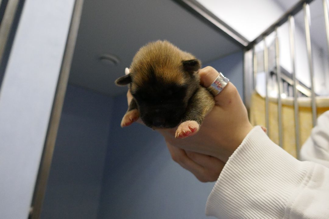 Подольск, волонтеры