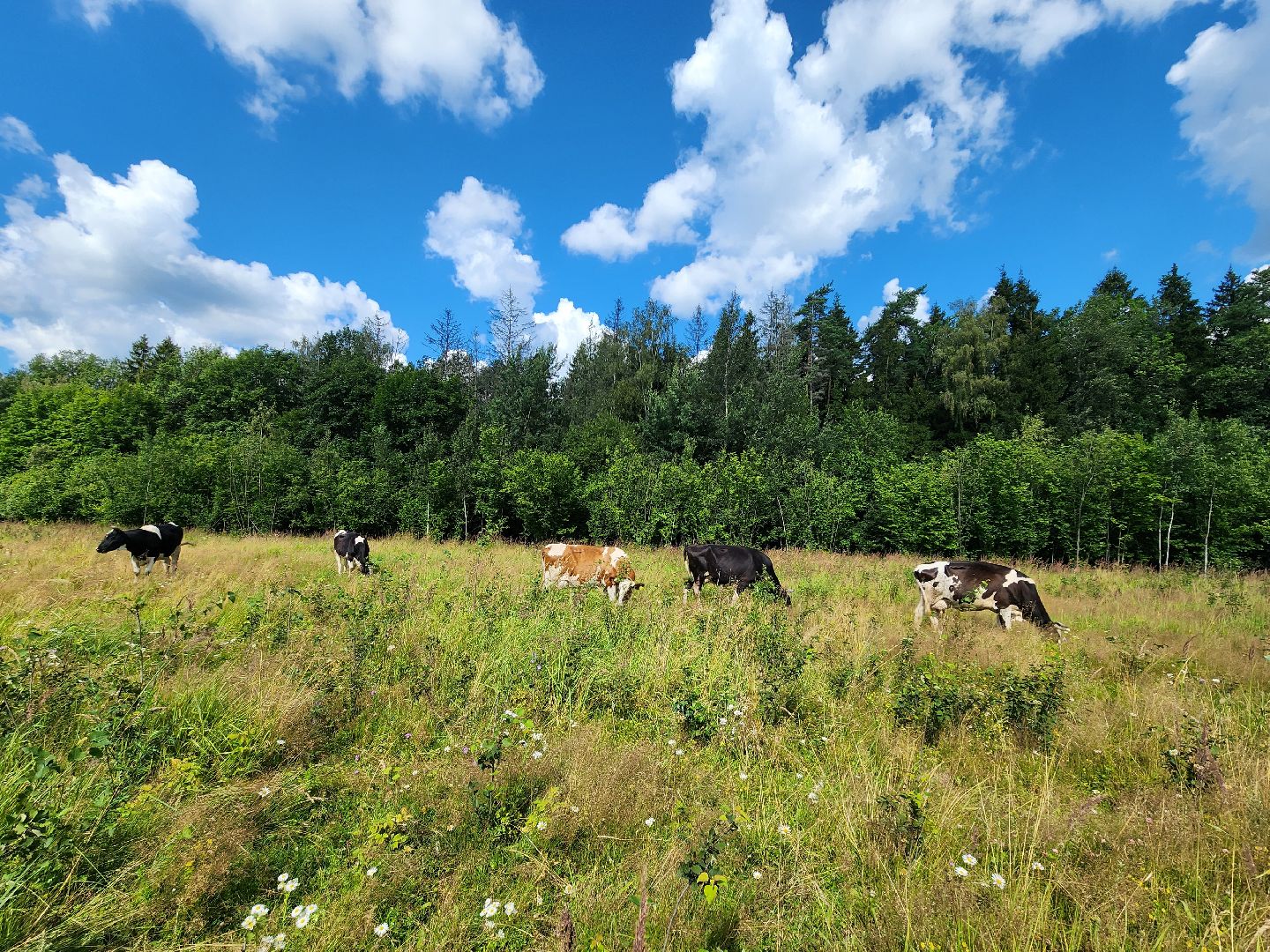 Одинцово, Зайцево, сельское хозяйство, молоко, ферма,